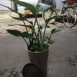 観葉植物　オーガスタ