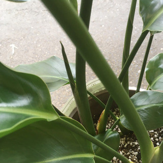 観葉植物　オーガスタの画像