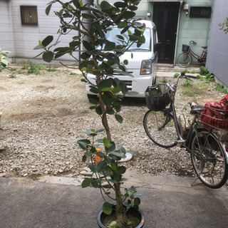 観葉植物　ガジュマル