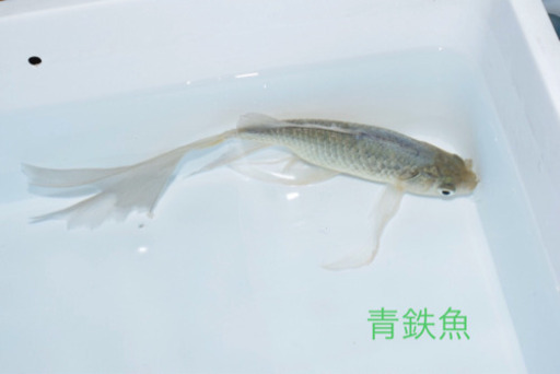 青鉄魚　親サイズ　　20オーバー