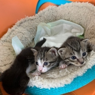 4月1日生まれの子猫ちゃん