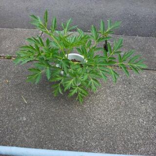 明日葉