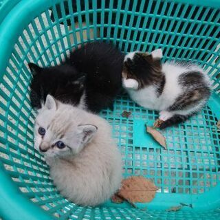 3月20日頃生まれた子猫たち里親募集