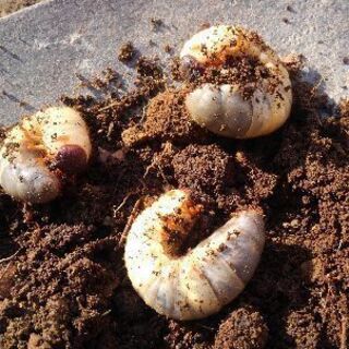 カブトムシの幼虫