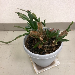 シャコバサボテン　クリスマスカクタス　綺麗なピンクの花