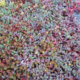 ■更新／差し上げます 多肉植物 ルビーネックレス