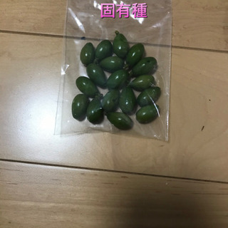 小笠原ビロウヤシ　準絶滅危惧種