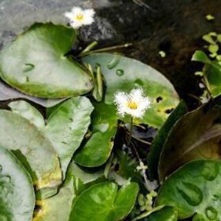 【水生植物 水草 販売】 ガガブタ(ポット苗) 