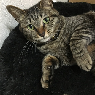 譲渡できました　キジ猫　3歳　メス　避妊済み　２匹　