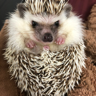 ハリネズミ２匹　里親探してます。