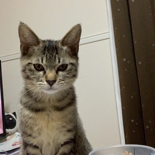 9月生まれの小柄なメス猫さん♪