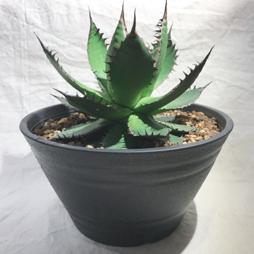 アガベ ホリダ ② 直径約15センチ 根張り良好✨