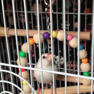 １月生まれ白文鳥の里親様募集です。※シルバー文鳥は里親様決まりました。
