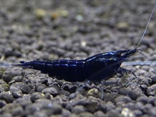 ☆特価　新色　ブラックチェリーシュリンプ　❻匹セット　大阪☆