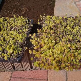 セダム  ゴールドビューティー  多肉植物 グラウンドカバー