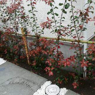 柵&庭木セットの画像