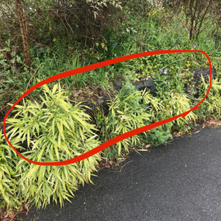 庭石どうか活用してください！！