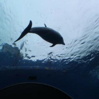 水族館仲間🐠🐠🐠 - メンバー募集
