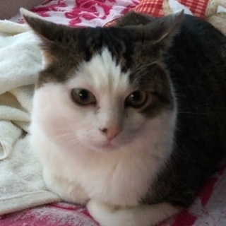 目がクリッとした甘えん坊ちゃん