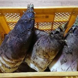 掘りたてタケノコ売ります❗