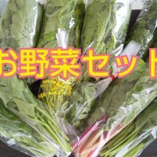 お野菜成長中の為しばらくお休みします【よねベジ】