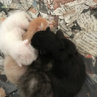 ４月１７日に子猫が生まれました