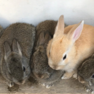 ウサギの里親募集