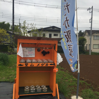 メダカ無人販売所 里山めだか プラチナ牡丹 松井ひれ長黒幹之 ピュアホワイト 朱赤楊貴妃 三色ラメ 三色体外光 黒ラメレインボーエビと大ミジンコなどなどの画像