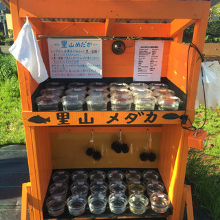メダカ無人販売所 里山めだか プラチナ牡丹 松井ひれ長黒幹之 ピュアホワイト 朱赤楊貴妃 三色ラメ 三色体外光 黒ラメレインボーエビと大ミジンコなどなどの画像
