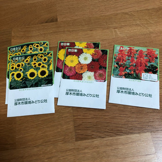 ひまわり、百日草、サルビアの種