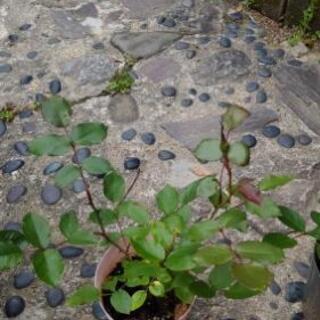 ピンクな薔薇の画像