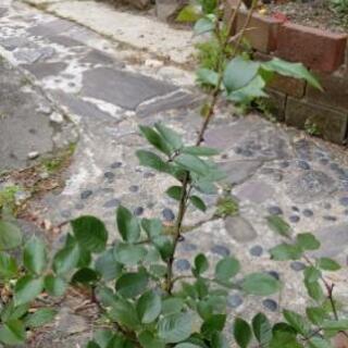 ピンクな薔薇の画像