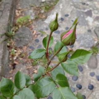 ピンクな薔薇の画像