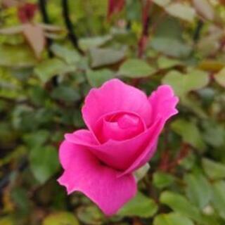 ピンクな薔薇
