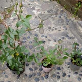 ピンクな薔薇の画像