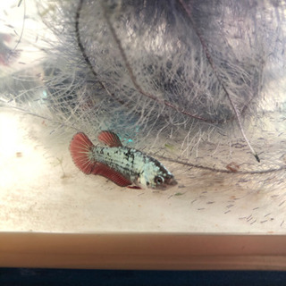 ベタ　(専用枠)