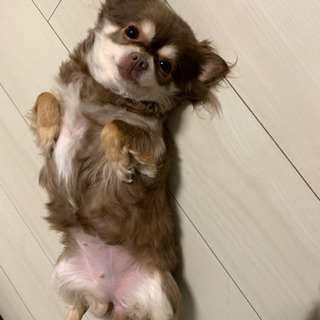 ワクチン、狂犬病予防、フォラリアなど毎年して可愛がってくれる方募集チワワ8歳　犬里親 - 大阪市