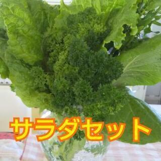 完売終了⭐️よねベジ⭐️
