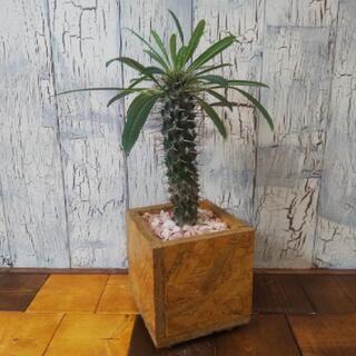 【観葉植物】パキポディウム・ラメリー