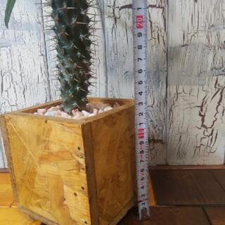 【観葉植物】パキポディウム・ラメリーの画像