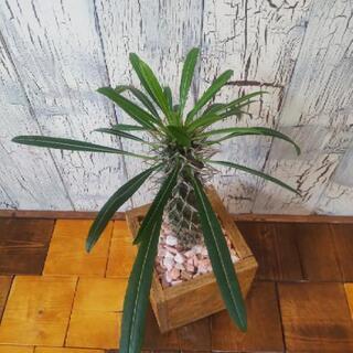 【観葉植物】パキポディウム・ラメリーの画像