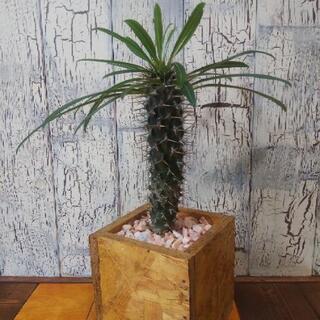 【観葉植物】パキポディウム・ラメリーの画像