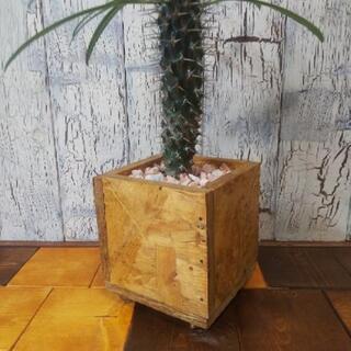 【観葉植物】パキポディウム・ラメリーの画像