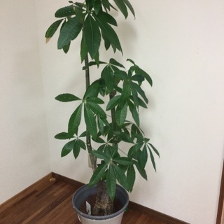 パキラ(観葉植物) ※沖縄にお住まいの方限定