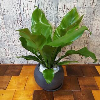 【観葉植物】  アスプレニウム