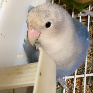 コザクラインコ   青   緑