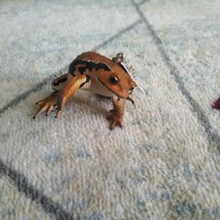 カエルのキーホルダー