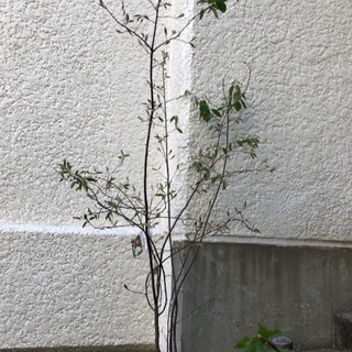 ジューンベリー　庭木　160㎝