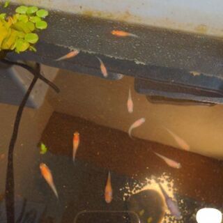 小町、紅白ラメ体外光、三色ラメ体外光若魚ペア1000円