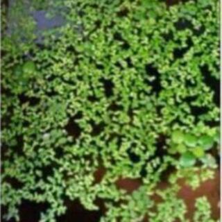 浮き草(ミジンコ)の画像